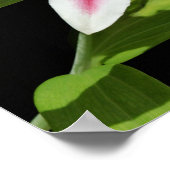 Stargazer Lily Poster (Hoek)