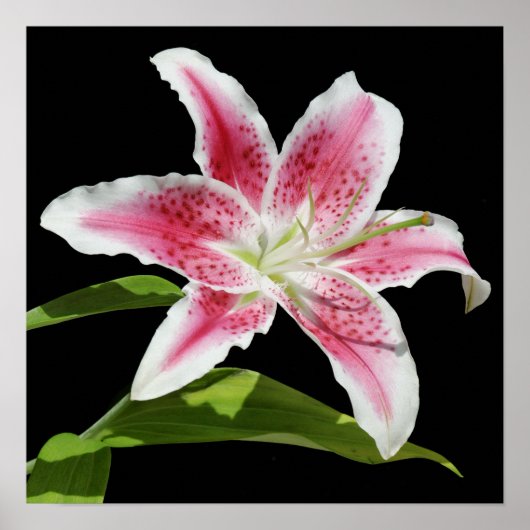 Stargazer Lily Poster (Voorkant)