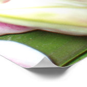 Stargazer Lily Print (Hoek)