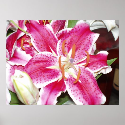 Stargazer Lily Print (Voorkant)