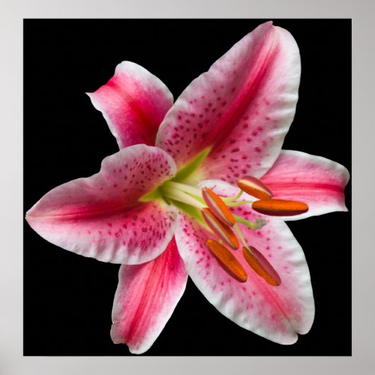 Stargazer Lily Print (Voorkant)