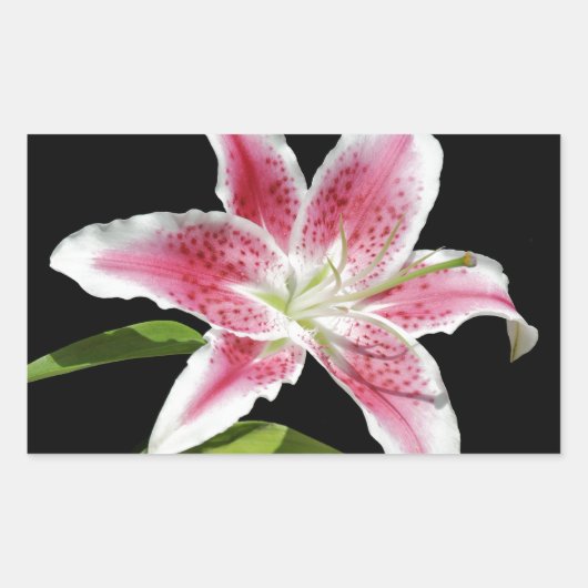Stargazer Lily Rechthoekige Sticker (Voorkant)