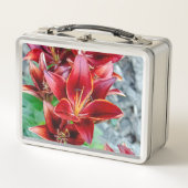 Stargazer Lily, Rode Bloem Fotografie (Voorkant)