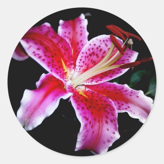 Stargazer Lily Ronde Sticker (Voorkant)