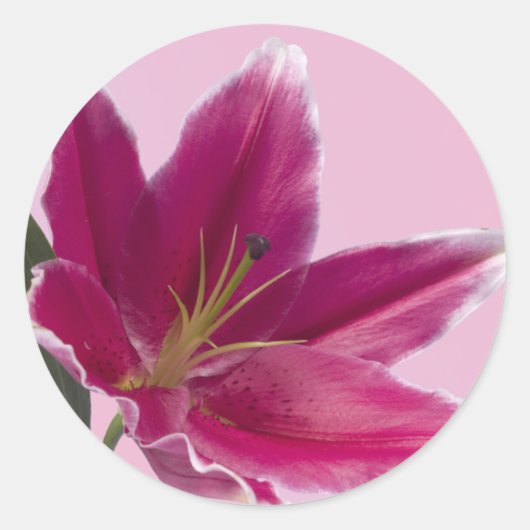 Stargazer Lily Ronde Sticker (Voorkant)