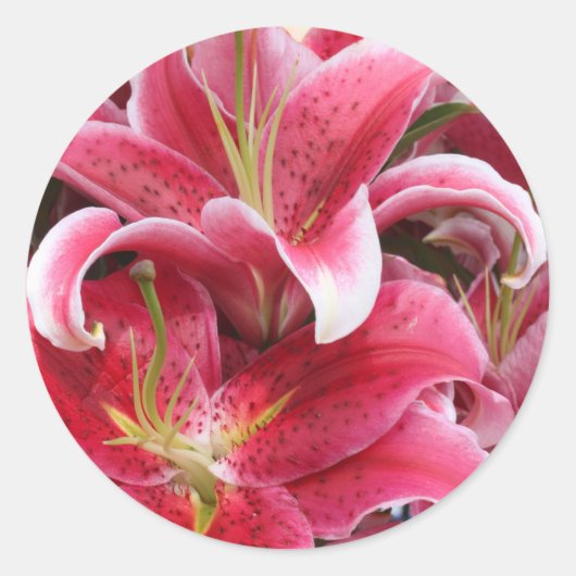 Stargazer Lily Ronde Sticker (Voorkant)