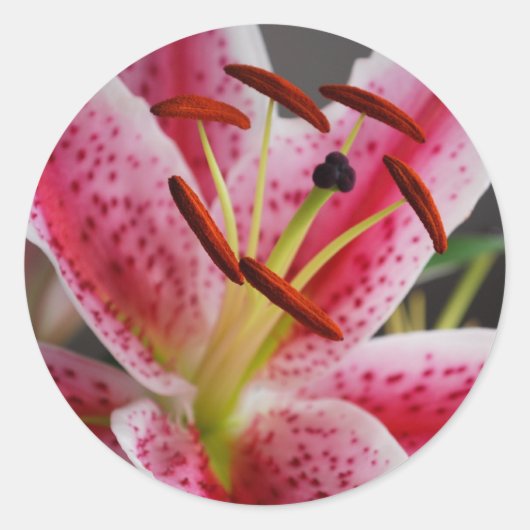 Stargazer Lily Sticker (Voorkant)