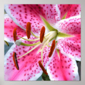 Stargazer Lily Waterverf Fine Floral Poster (Voorkant)