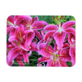 Stargazer Oriental Lilies Magneet (Horizontaal)