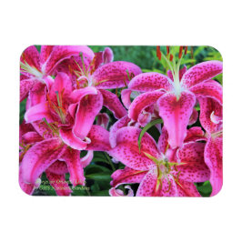 Stargazer Oriental Lilies Magneet