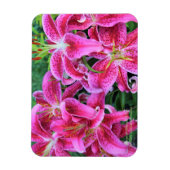 Stargazer Oriental Lilies Magneet (Verticaal)