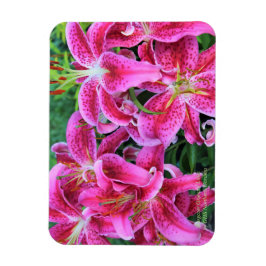 Stargazer Oriental Lilies Magneet
