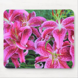 Stargazer Oriental Lilies Muismat