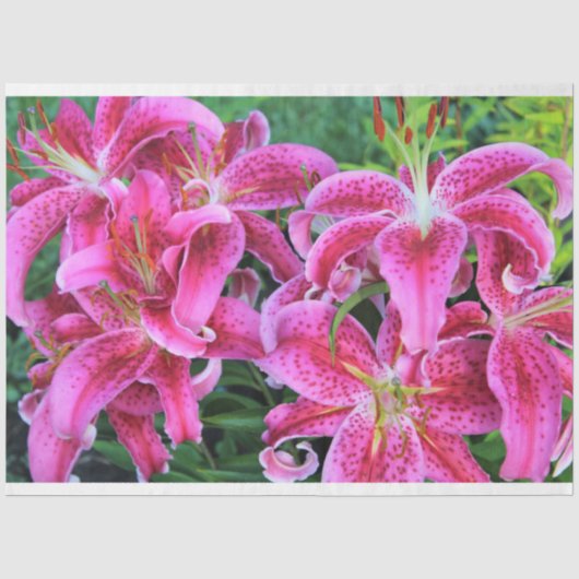 Stargazer Oriental Lilies, volle bloemen Tissuepapier (Voorkant)