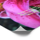 Stargazer Pink Oriental Late Summer Lilies Poster (Hoek)