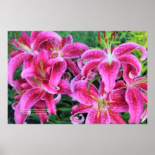 Stargazer Pink Oriental Late Summer Lilies Poster (Voorkant)