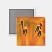 Stargazer Stamen Magneet (Voorkant / Achterkant)