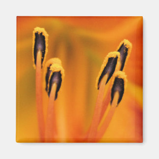 Stargazer Stamen Magneet
