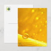 Stargazing Dew Drops on Yellow Daffodil Briefkaart (Voorkant / Achterkant)