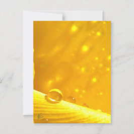 Stargazing Dew Drops on Yellow Daffodil Briefkaart