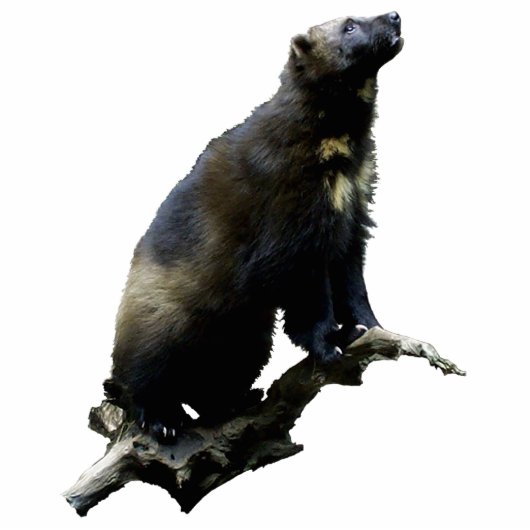 Stargazing van Wolverine Foto Sculpture Fotobeeldje Ornament (Voorkant)