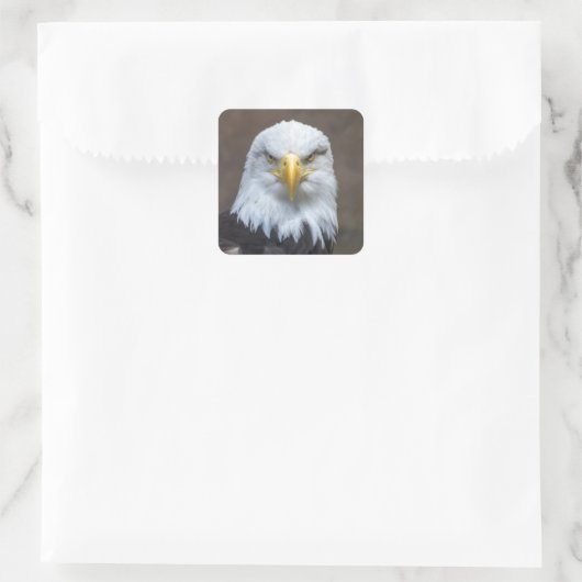 Staring Bald Eagle Vierkante Sticker (Tas)