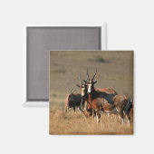 Staring blesbok magneet (Voorkant / Achterkant)