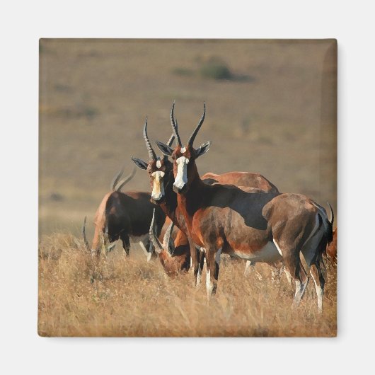 Staring blesbok magneet (Voorkant)