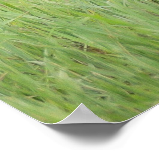 Staring Brown Coyote Poster (Hoek)