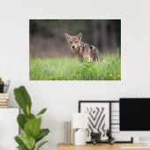 Staring Brown Coyote Poster (Thuiskantoor)