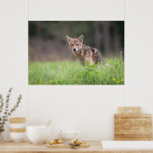 Staring Brown Coyote Poster (Keuken)