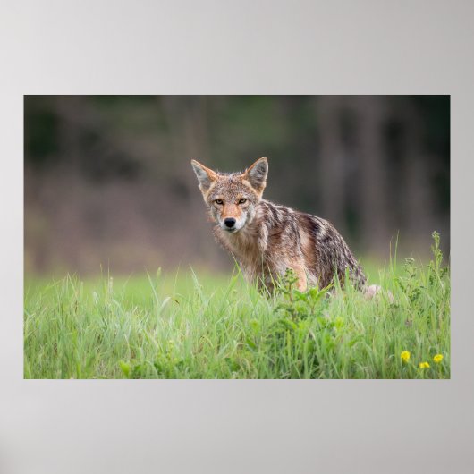 Staring Brown Coyote Poster (Voorkant)