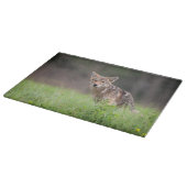 Staring bruine coyote fotografie, op een veld snijplank (Hoek)