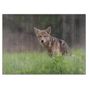 Staring bruine coyote fotografie, op een veld snijplank