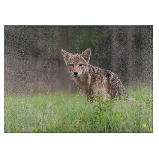 Staring bruine coyote fotografie, op een veld snijplank (Voorkant)