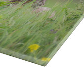 Staring bruine coyote fotografie, op een veld snijplank (Hoek)