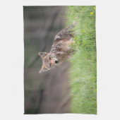 Staring bruine coyote fotografie, op een veld theedoek (Verticaal)