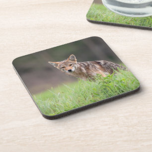 Staring bruine coyote, op een veld bier onderzetter