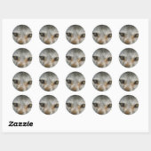 Staring Grijze Wolf Eyes Wildlife Art Ronde Sticker (Vel)