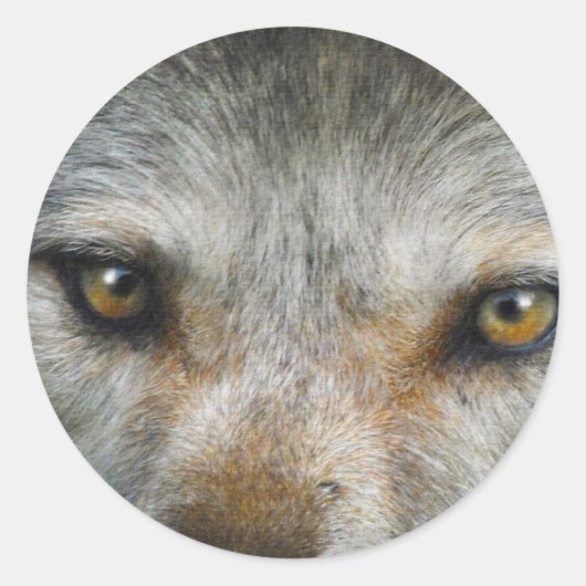 Staring Grijze Wolf Eyes Wildlife Art Ronde Sticker (Voorkant)