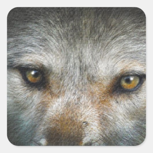 Staring Grijze Wolf Eyes Wildlife Art Vierkante Sticker (Voorkant)