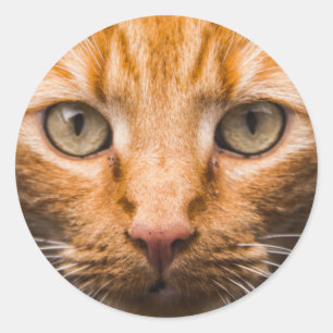 Staring kat stickers