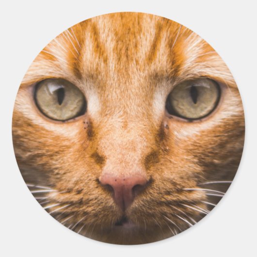 Staring kat stickers (Voorkant)