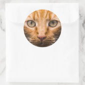 Staring kat stickers (Tas)