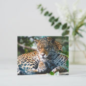 Staring Leopard Briefkaart (Staand voorkant)