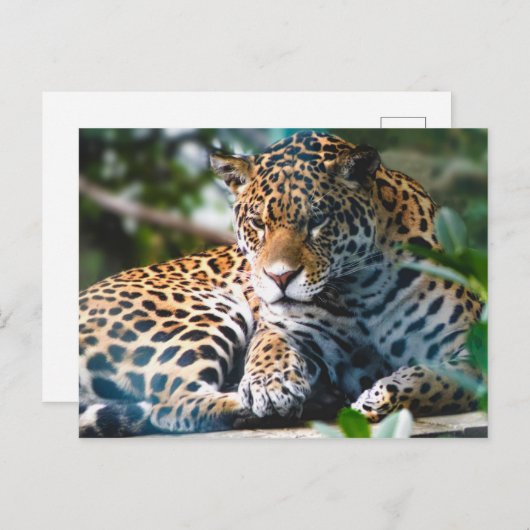 Staring Leopard Briefkaart (Voorkant / Achterkant)