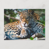 Staring Leopard Briefkaart (Voorkant)