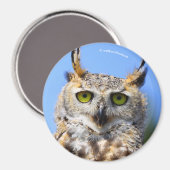 Staring met een prachtige, grote hoornvlieg magneet (Voorkant / Achterkant)