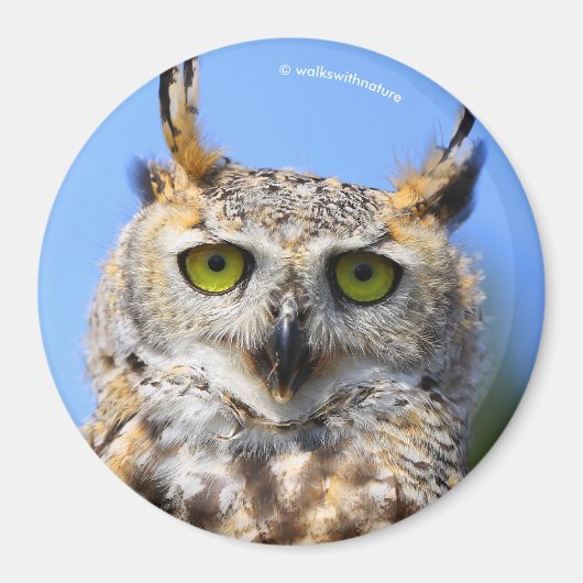 Staring met een prachtige, grote hoornvlieg magneet (Voorkant)