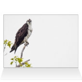Staring Osprey (Binnen Horizontaal (Boven))